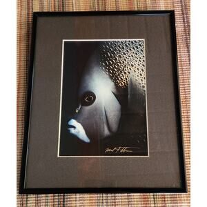 Picture/Photo-Nature-Angel Fish-Mark J. Thomas Photographer-Framed-Signed-8x10